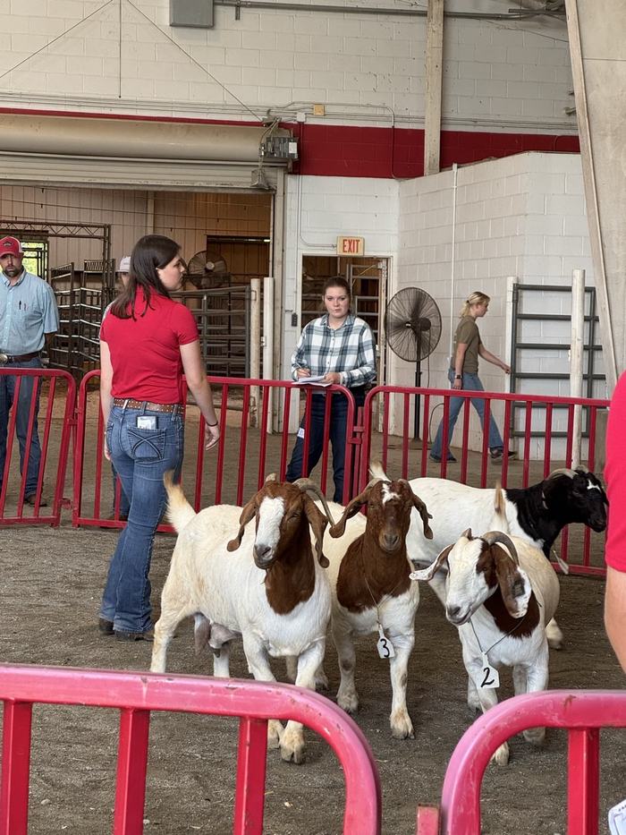 goat judging