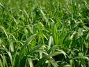 Cover Crop