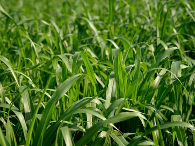 Cover Crop
