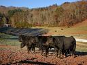 Black Cows in a group