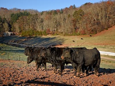 Black Cows in a group