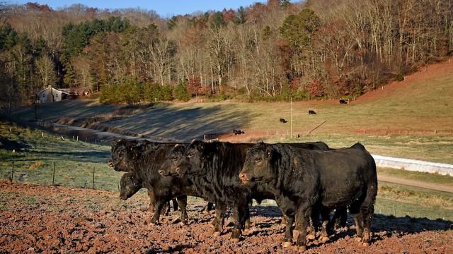 Black Cows in a group
