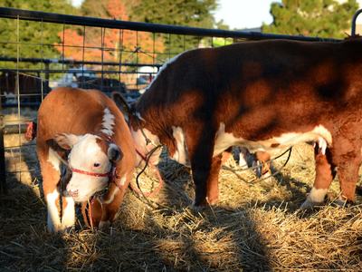 A Cow and calf pair