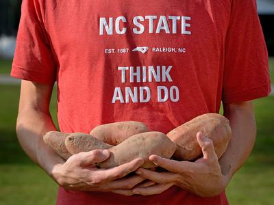 Sweet potatoes at farm in NC.