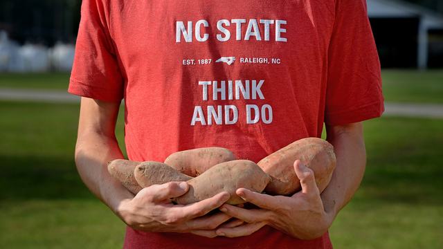 Sweet potatoes at farm in NC.