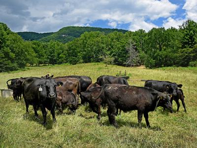 Cattle at Hickory Nut Farm in Buncombe County.
