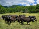 Cattle at Hickory Nut Farm in Buncombe County.