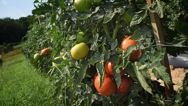 A trellis row with ripening tomatoes at Mountain Horticultural Research and Extension Center in Henderson County.