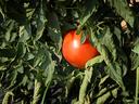 tomatoes on a vine