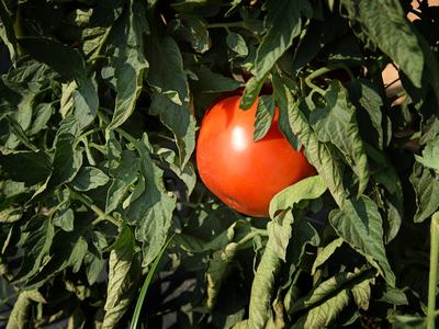 tomatoes on a vine