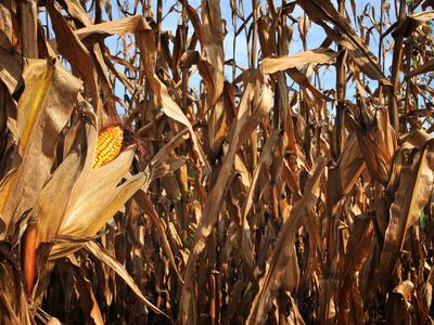 Field of corn that is dry and dark brown because of a drought