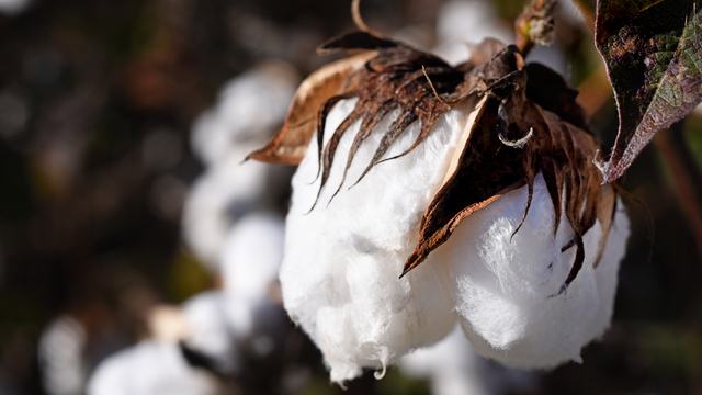 Cotton boll in the field