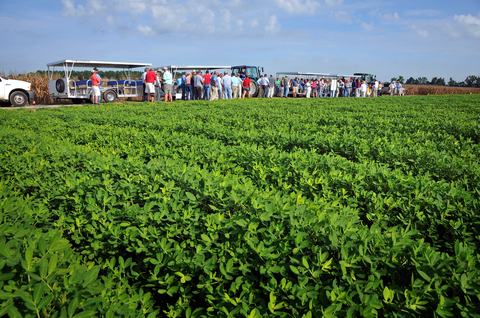 A lush peanut field in the forefront with a group of 50 individuals milling around a tram in the background.