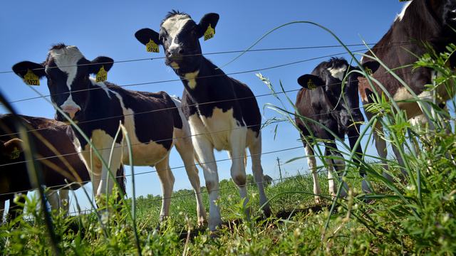 Black and white spotted dairy cows looking over a fence in a green field