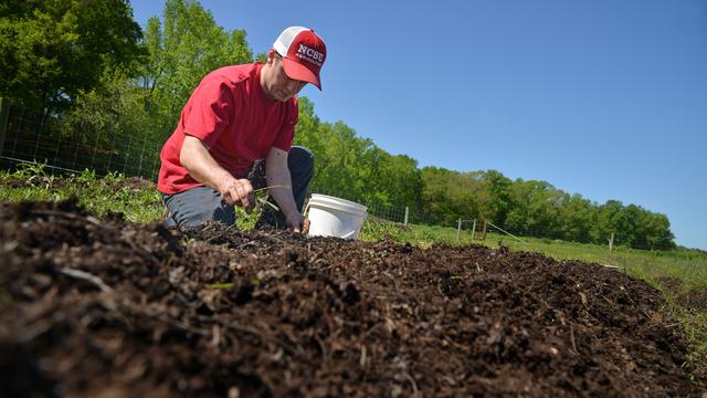 Soil sciences student weeds his section of garden at the Agroecology Farm.