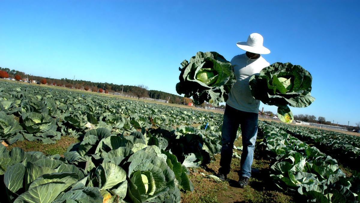 North Carolina farmers grow dozens of labor-intensive specialty crops, which creates a high demand for labor. The state is among the top five in the nation when it comes to using H-2A workers to fill seasonal farm labor needs.