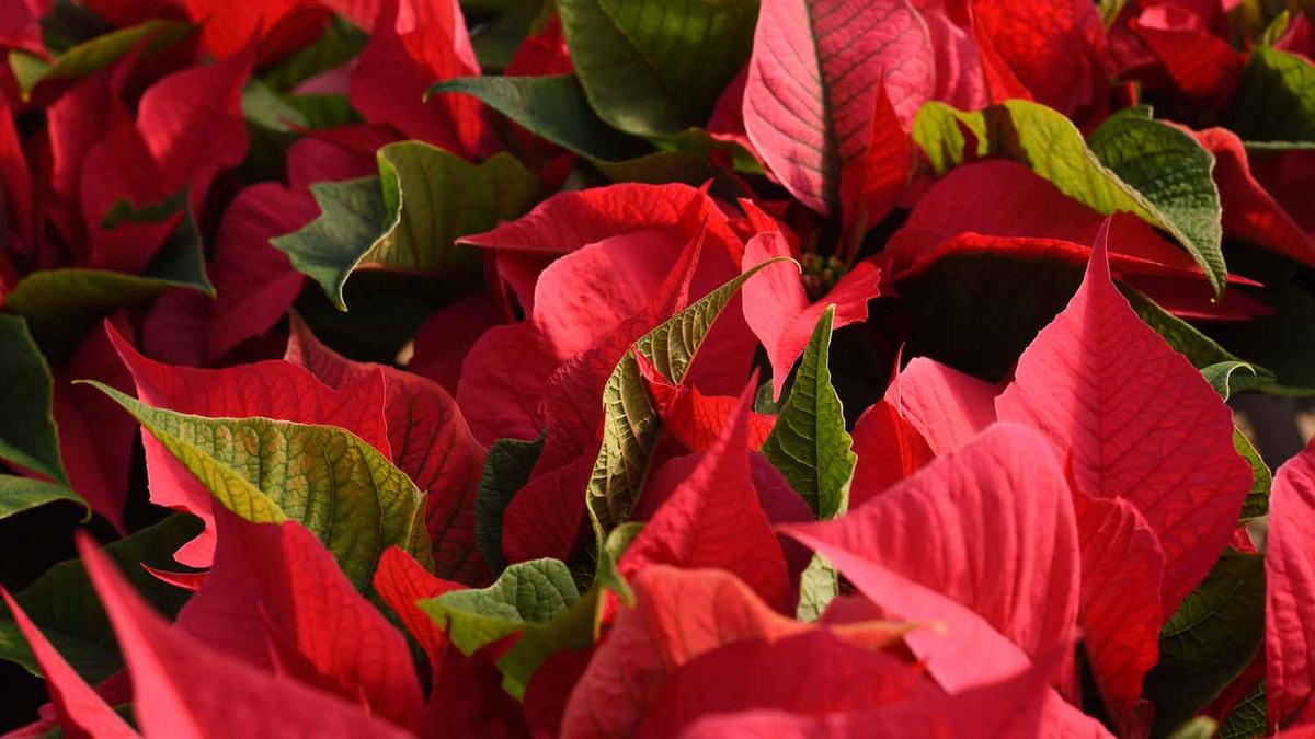 close-up of poinsettias
