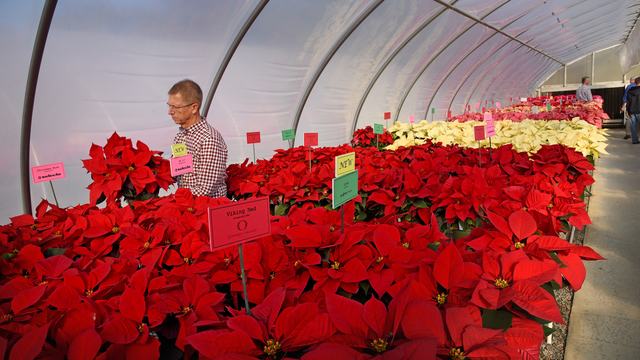 Poinsettia growers get a first-hand look at new varieties of plants at Poinsettia Field Day in a Raulston Arboretum greenhouse.