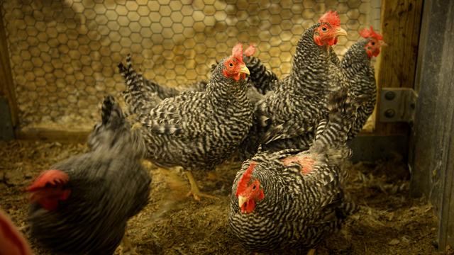 Picture of Barred Rock Hens