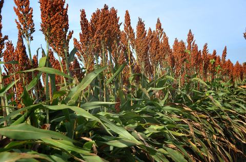 Sorghum aka milo being grown on a farm in Eastern NC for silage.