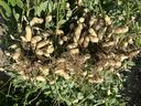 peanuts near cedar creek on July 30.