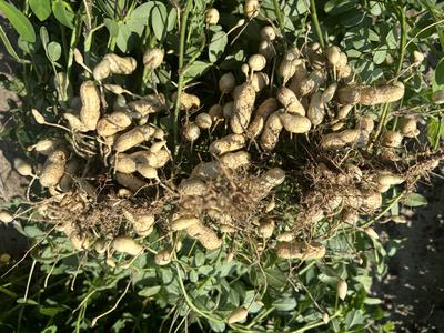 peanuts near cedar creek on July 30.