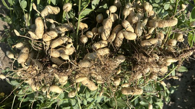 peanuts near cedar creek on July 30.