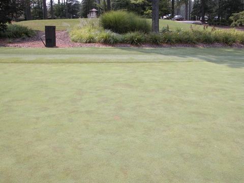 Brown patches of dead turf on a creeping bentgrass putting green due to Pythium root rot.