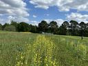 Yellow mustard and red clover cover crop plot at the CEFS Small Farm Unit.