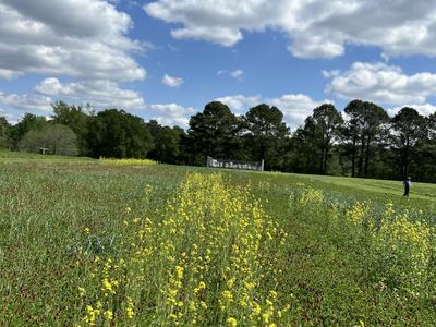 Yellow mustard and red clover cover crop plot at the CEFS Small Farm Unit.