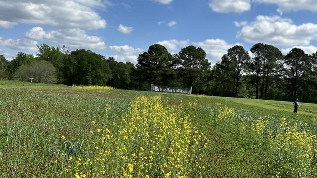 Yellow mustard and red clover cover crop plot at the CEFS Small Farm Unit.