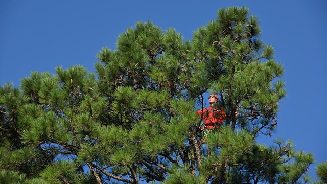 Forester in the top of a pine tree in Schenck Forest.