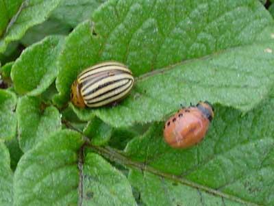 Colorado potato beetle adult and larva on potato