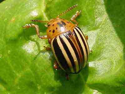 Colorado potato beetle adult on chard