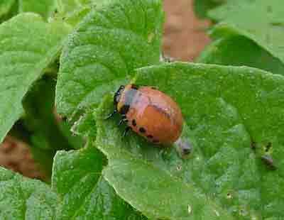 Colorado potato beetle larva