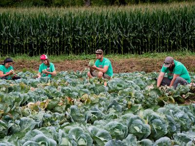 People grading cabbage for insect damage in field