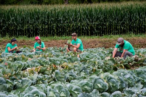 People looking for insect damage in cabbage field