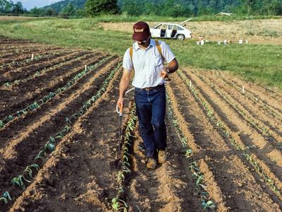 Person spraying cabbage field with backpack sprayer