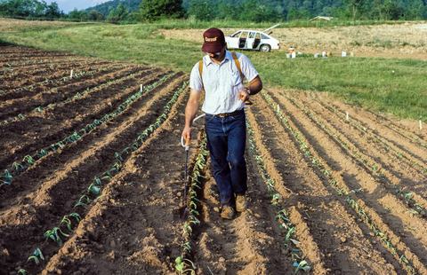Person spraying cabbage field with backpack sprayer
