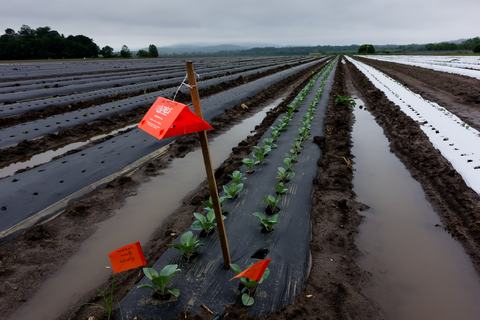 Insect trap in field with rows of cabbage