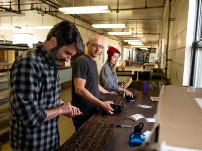 People seeding trays with eggplant