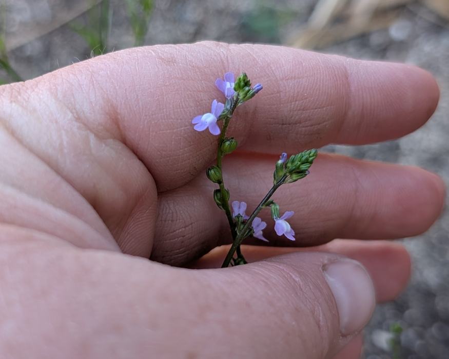 purple flower up close in fingers