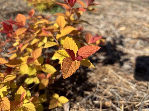 Candy Corn Spirea leaves emerge in a cascade of orange, red, and yellow hues in the spring