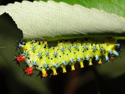 Close-up of a brightly colored caterpillar feeding on the underside of a leaf, a common garden pest.