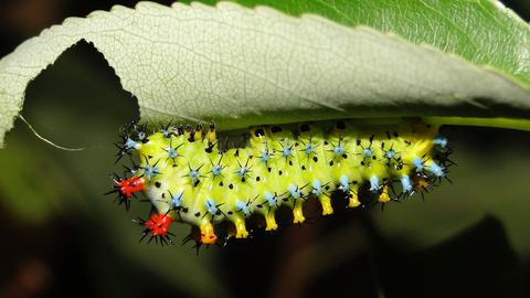 Close-up of a brightly colored caterpillar feeding on the underside of a leaf, a common garden pest.