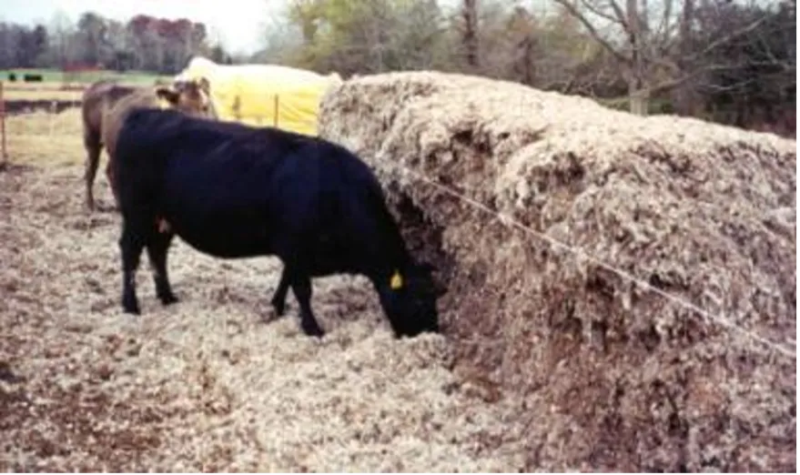 Black and brown cattle eat hay from large round hay bales in a fenced pasture.