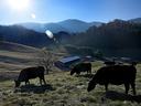 Cows graze in an expansive grassy field with farm buildings and the wooded North Carolina mountains looming in the background.