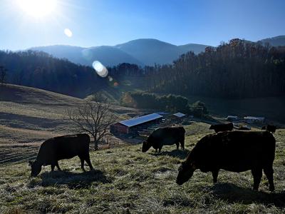 Cows graze in an expansive grassy field with farm buildings and the wooded North Carolina mountains looming in the background.
