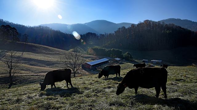 Cows graze in an expansive grassy field with farm buildings and the wooded North Carolina mountains looming in the background.