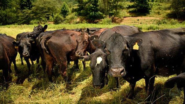Cattle grazing with flies